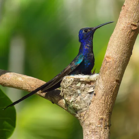Beija-flor azul e verde pousado em um galho