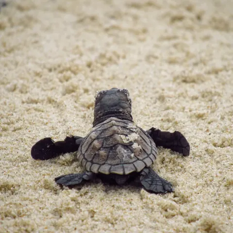 Filhote de tartaruga sobre a areia